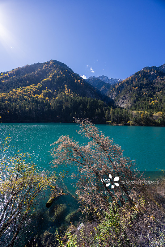 秋天的九寨沟风光黄叶彩林蓝天绿水图片素材
