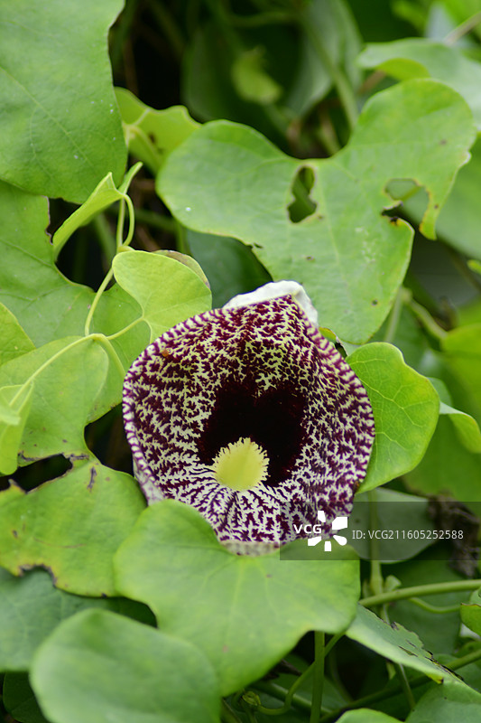 南方珍稀园林树种-美丽马兜铃Aristolochia littoralis图片素材