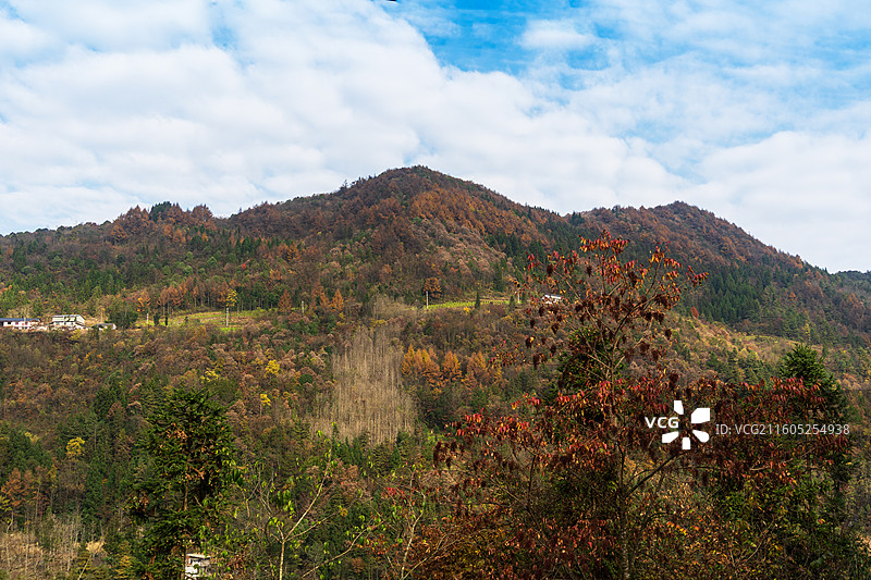 湖北恩施前山林场秋色图片素材