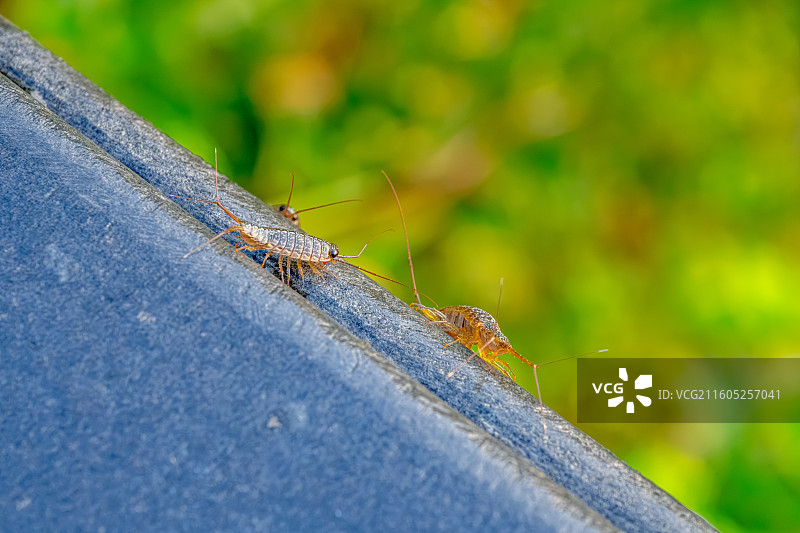 海蟑螂 甲壳动物 黑色复眼长触角 海洋环境清道夫 海岸边潮湿地带生活甲壳纲等足目 舟山普陀山海天佛国图片素材
