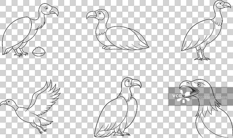秃鹫线描图集图片素材