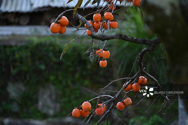 福建屏南龙潭古镇柿子图片素材