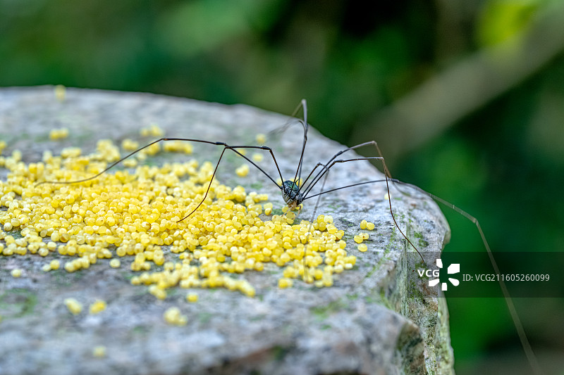 长脚盲蛛觅食小米谷物 细长多节的腿 椭圆形的卵状躯体没有毒腺与蜘蛛区别 生活在潮湿环境 舟山普陀山图片素材