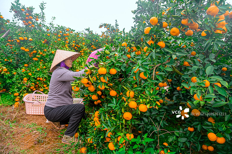 江西峡江：橘香满枝采收忙 直播带货助 “甜” 销图片素材