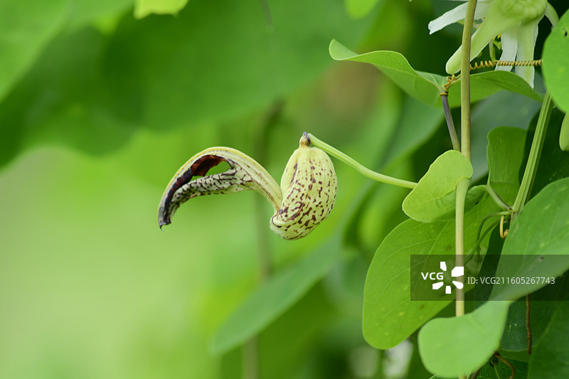 南方珍稀园林树种-烟斗马兜铃Aristolochia gibertii图片素材