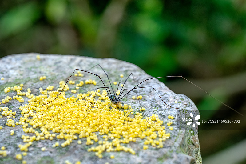 长脚盲蛛觅食小米谷物 细长多节的腿 椭圆形的卵状躯体没有毒腺与蜘蛛区别 生活在潮湿环境 舟山普陀山图片素材