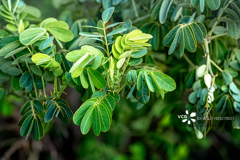 黄槐决明 二回羽状复叶像含羞草 生活在海岸边岛屿上潮湿环境的植物 舟山普陀山海天佛国植物图鉴2025图片素材