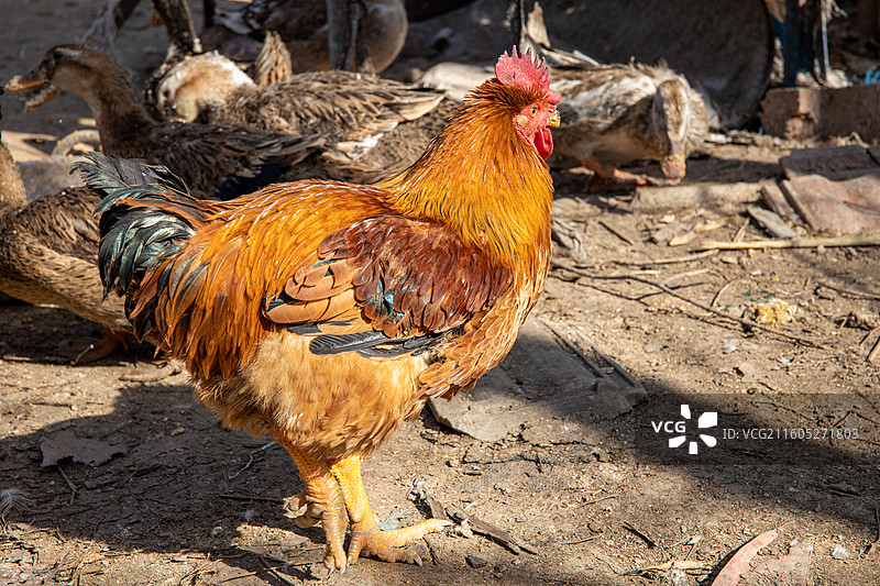 农村圈养的走地鸡图片素材
