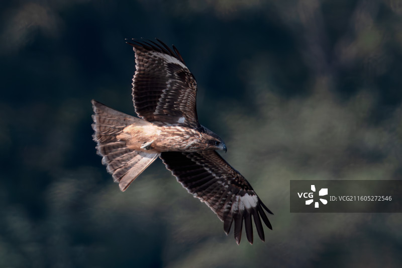 重庆迎龙湖国家二级保护动物——黑鸢图片素材