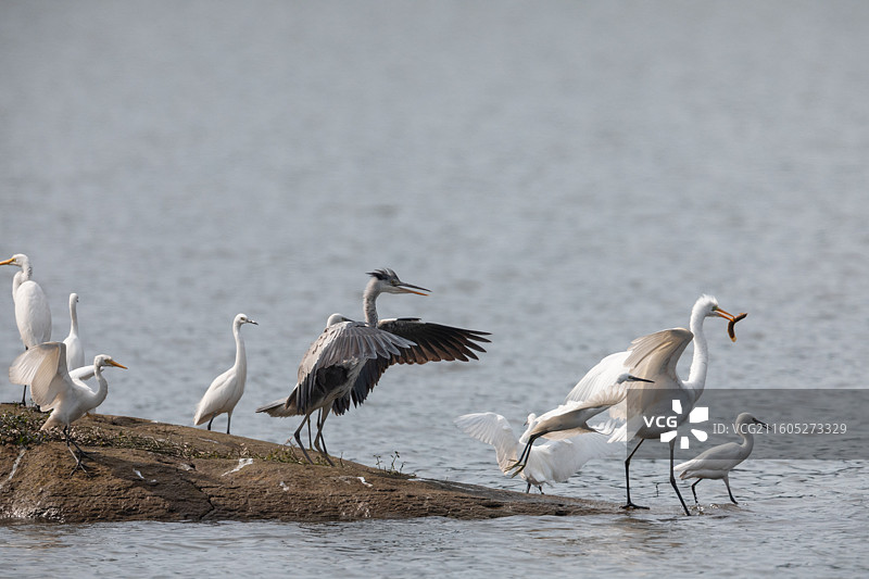 重庆迎龙湖湿地公园白鹭图片素材