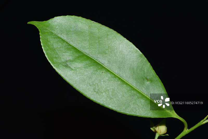 南方珍稀园林树种-Adinandra nitida 亮叶杨桐图片素材