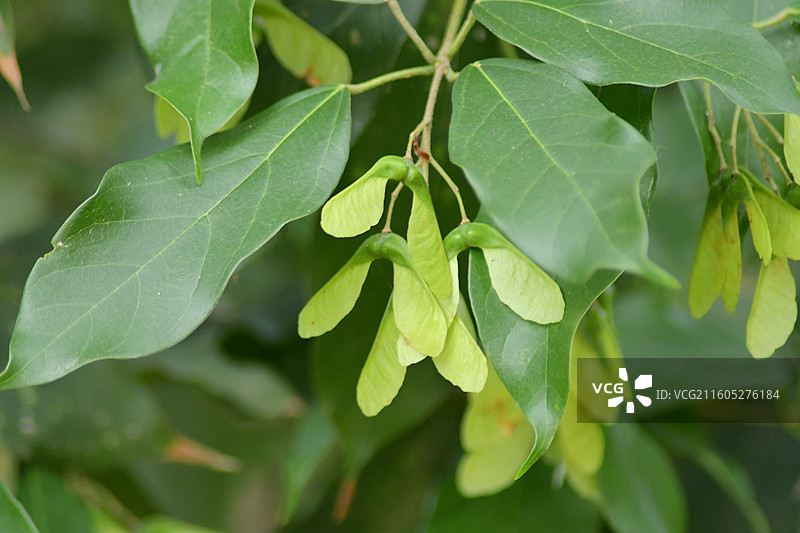 南方珍稀园林树种-Acer coriaceifolium 樟叶槭图片素材