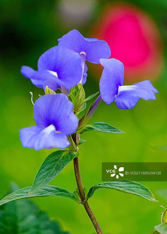 园博会的花儿图片素材