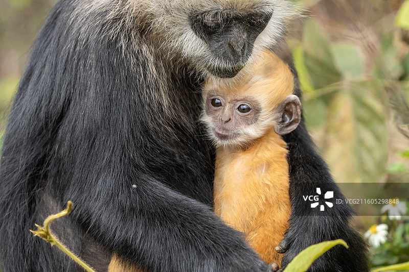 国家一级保护动物-白头叶猴图片素材