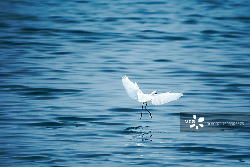 滨海湿地上的白鹭图片素材