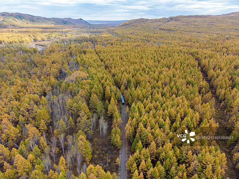 航拍莫尔道嘎国家森林公园，落叶松林海，兴安落叶松，秋景，内蒙古呼伦贝尔莫尔道嘎国家森林公园图片素材