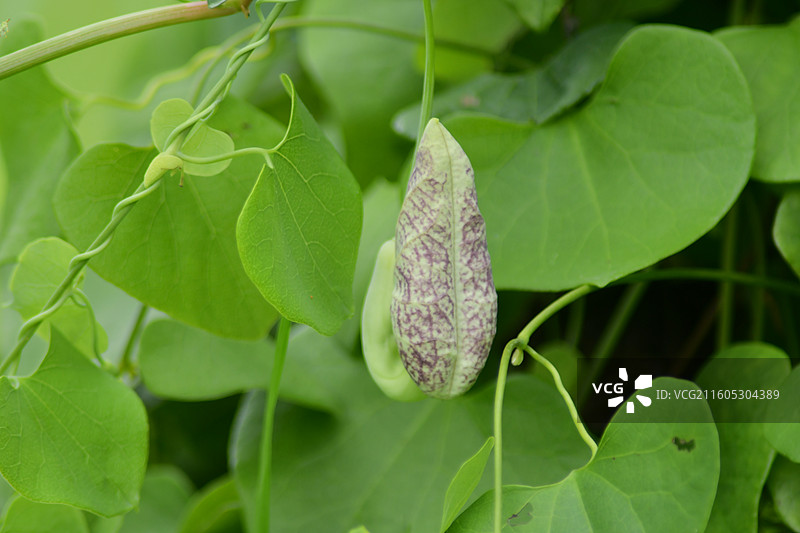 南方珍稀园林树种-美丽马兜铃Aristolochia littoralis图片素材