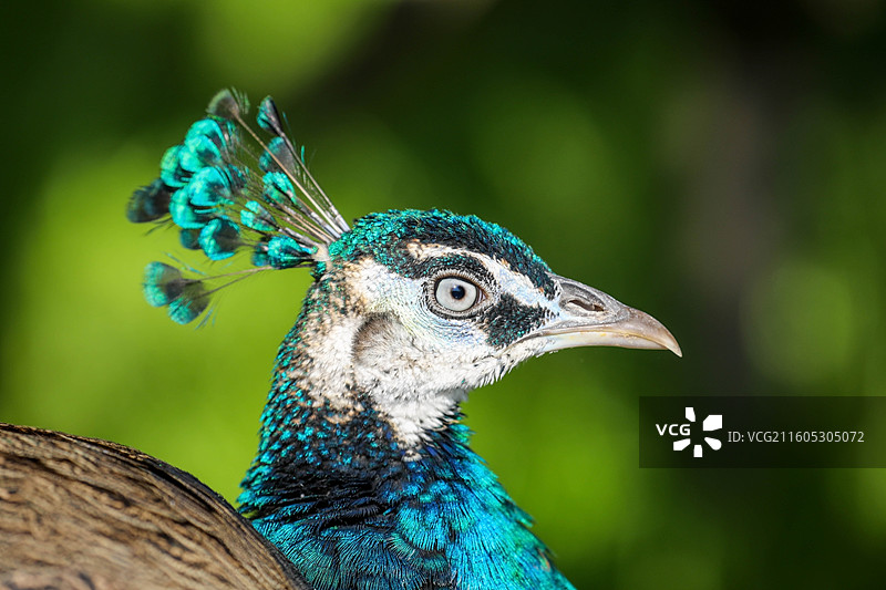 蓝孔雀特写图片素材