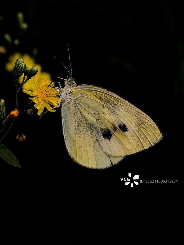 蝶恋花图片素材