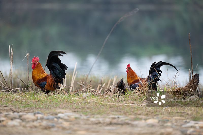 放养土鸡图片素材