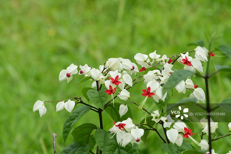 南方珍稀园林树种-Clerodendrum thomsoniae 龙吐珠图片素材