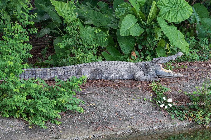 陆地上鳄鱼的侧面全景镜头-广州长隆飞鸟乐园图片素材