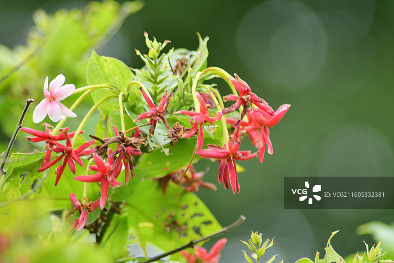 南方珍稀园林树种-Combretum indicum 重瓣使君子图片素材