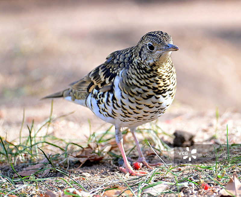 虎斑地鸫图片素材