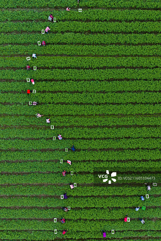 青神豌豆尖采摘季图片素材