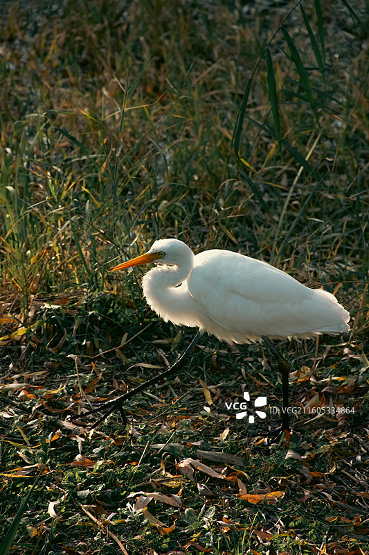 西安浐灞国家湿地公园 白鹭特写图片素材