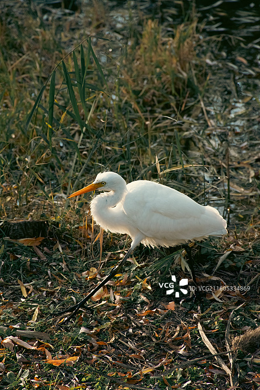西安浐灞国家湿地公园 白鹭特写图片素材