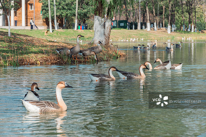 西安浐灞国家湿地公园 戏水的鹅图片素材