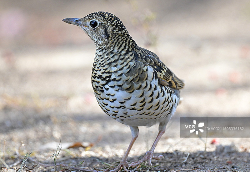 虎斑地鸫图片素材