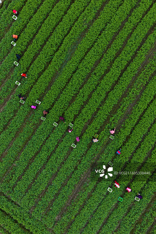 青神豌豆尖采摘季图片素材