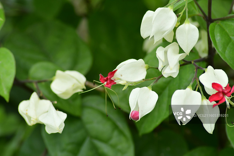 南方珍稀园林树种-Clerodendrum thomsoniae 龙吐珠图片素材