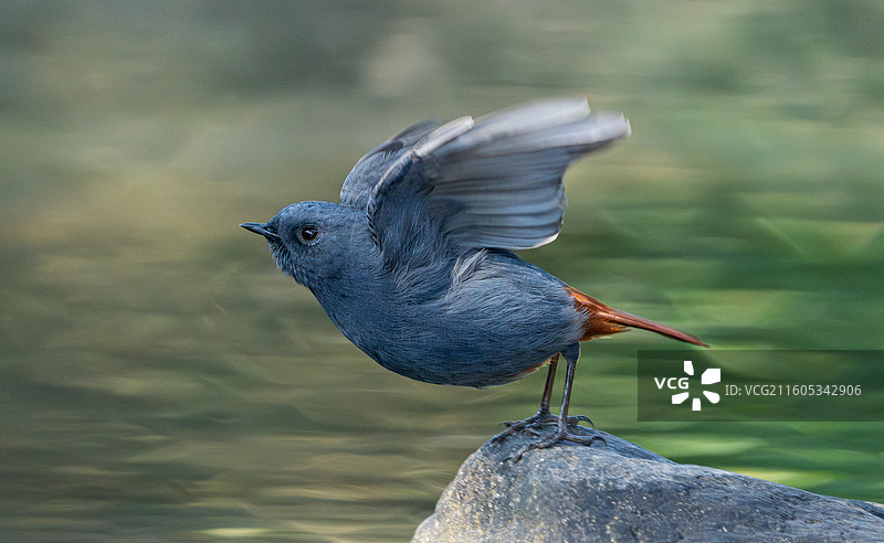 立定起跳图片素材