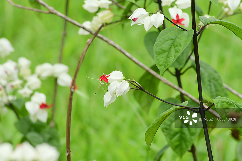 南方珍稀园林树种-Clerodendrum thomsoniae 龙吐珠图片素材
