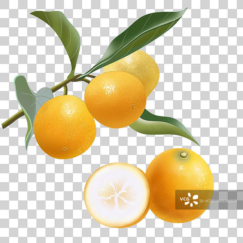 脆蜜金柑插画元素图片素材