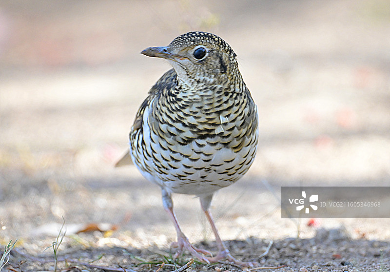 虎斑地鸫图片素材