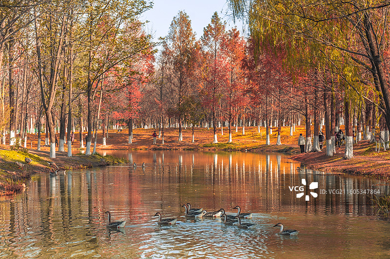 西安浐灞国家湿地公园 水杉秘境图片素材