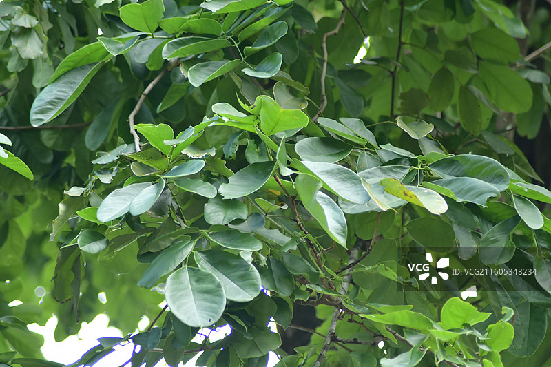 南方珍稀园林树种-Dalbergia obtusifolia 钝叶黄檀图片素材