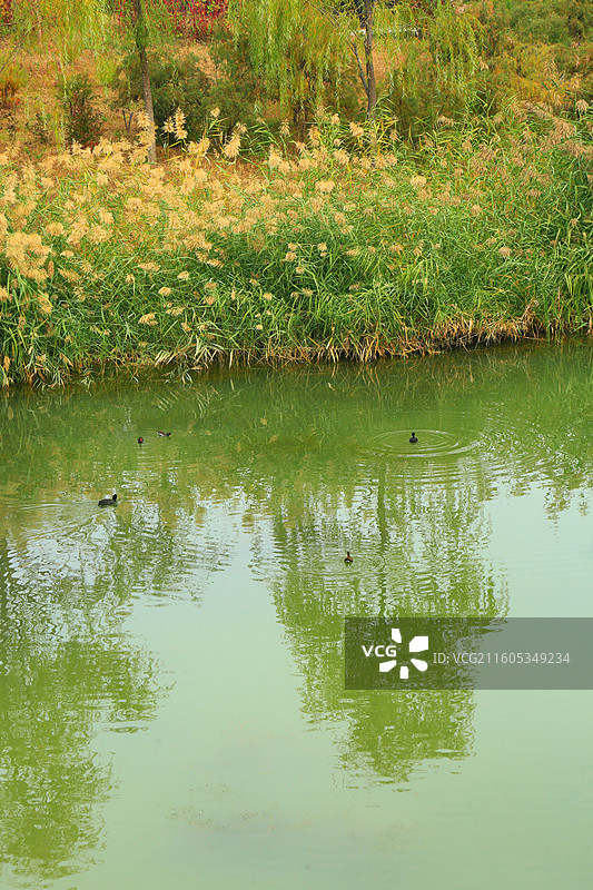 雄安新区美景抓拍图片素材