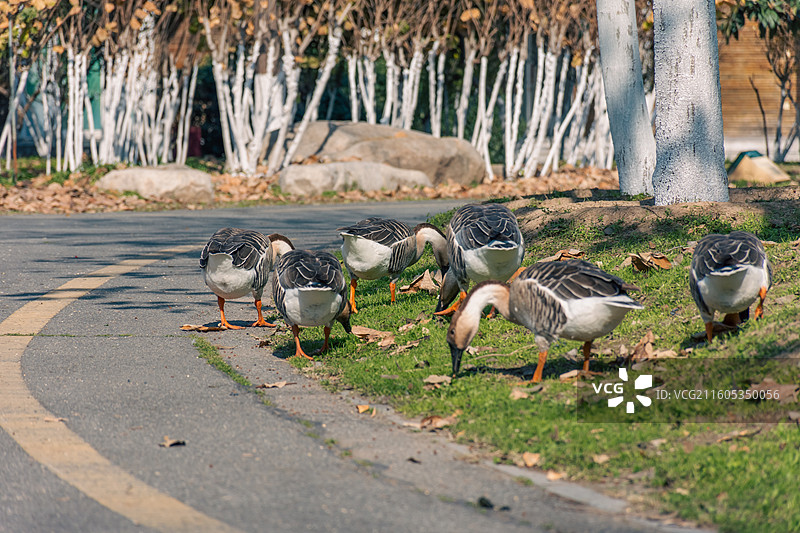 西安浐灞国家湿地公园 戏水的鹅图片素材