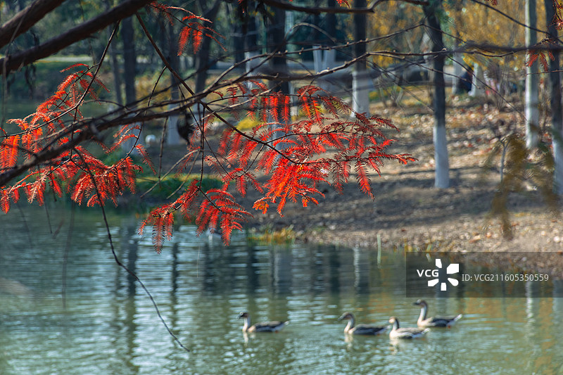 西安浐灞国家湿地公园 水杉秘境中的鹅图片素材
