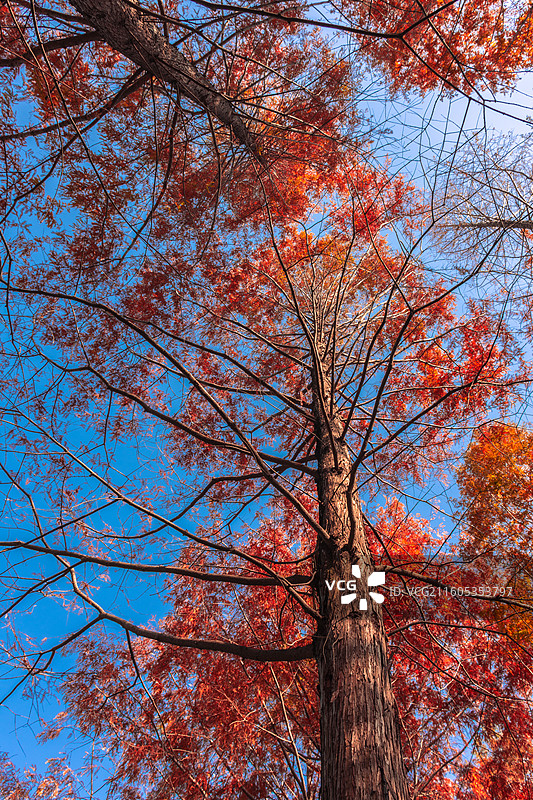 西安浐灞国家湿地公园 水杉秘境图片素材