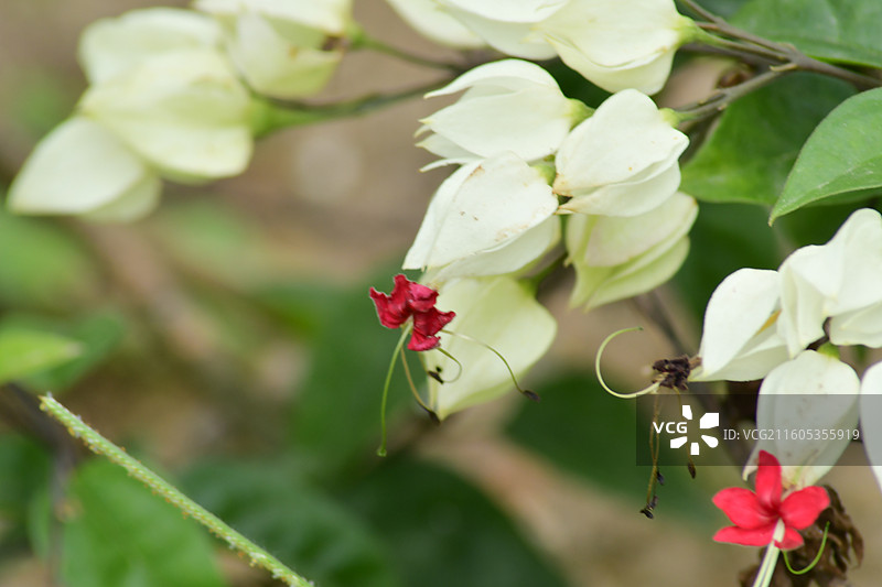 南方珍稀园林树种-Clerodendrum thomsoniae 龙吐珠图片素材