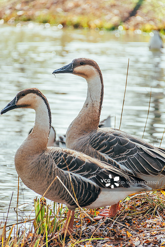 西安浐灞国家湿地公园 戏水的鹅图片素材
