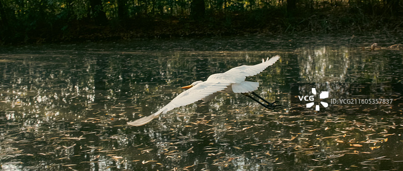 西安浐灞国家湿地公园 白鹭特写图片素材