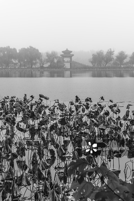 秋与荷图片素材