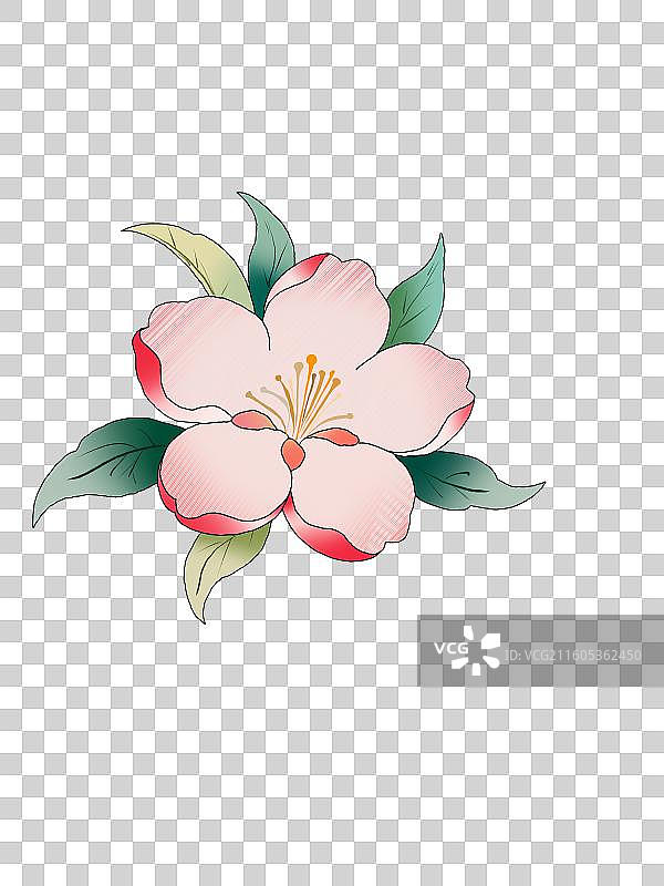 新中式手绘粉色海棠花花卉插画免抠图像图片素材